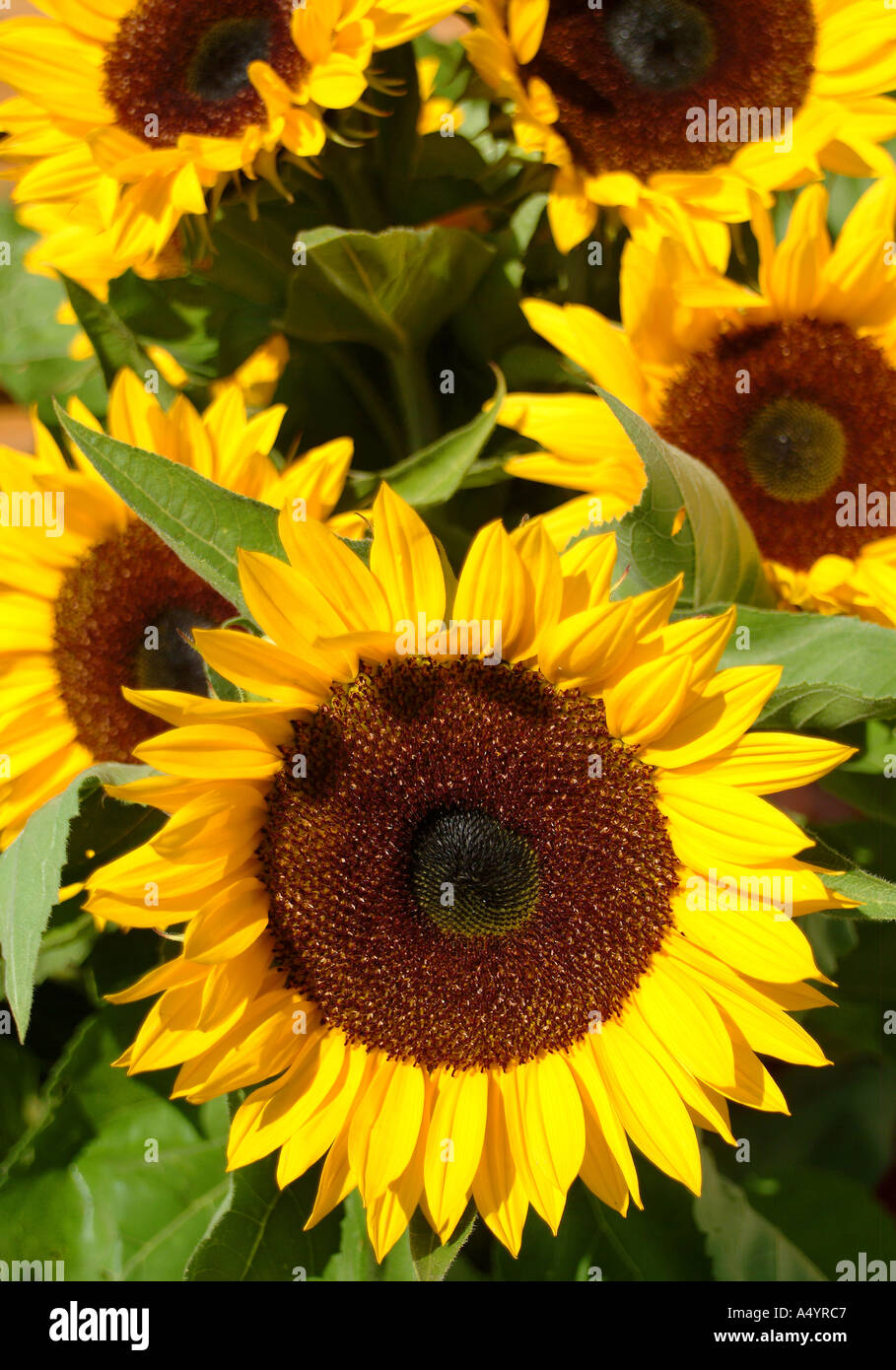 Sunflowers Sonnenblumen Stock Photo