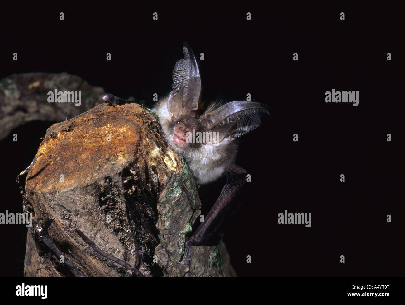 Brown long eared bat uk hi-res stock photography and images - Alamy