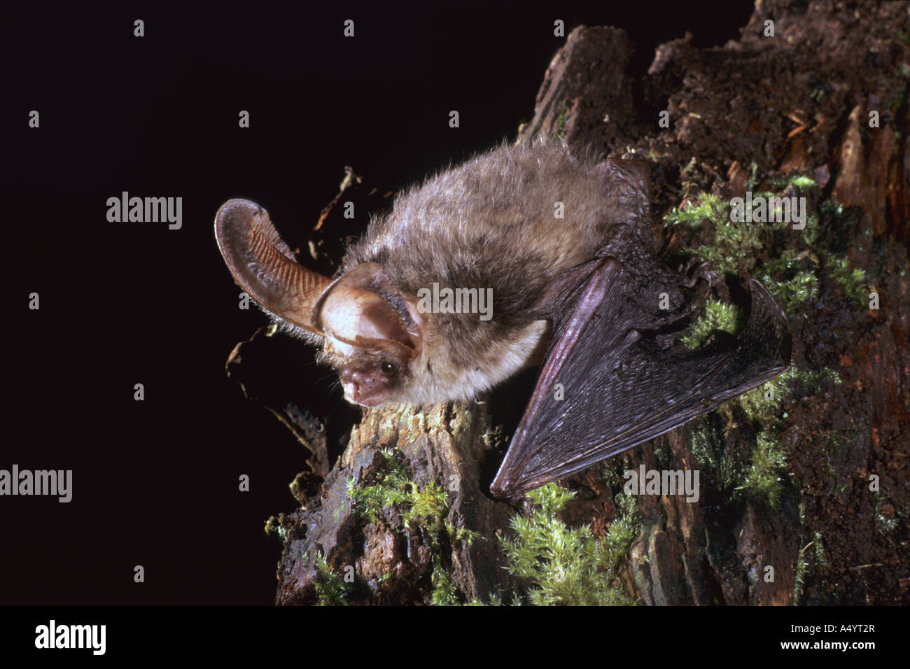 brown long eared bat Plecotus auritus in profile showing wing Stock Photo