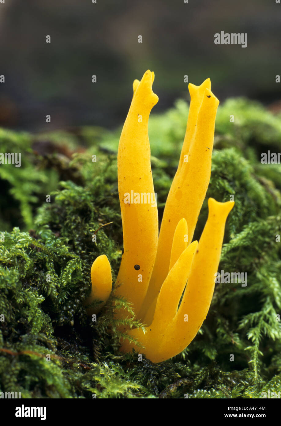 jelly antler fungus Cantharellus cibarius Cabilla woods cornwall Stock Photo