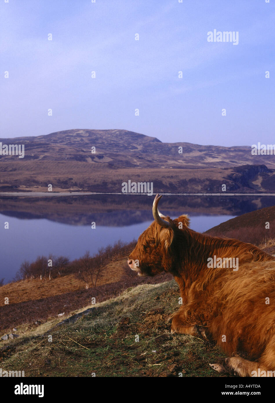 Highland cow sitting down hi-res stock photography and images - Alamy