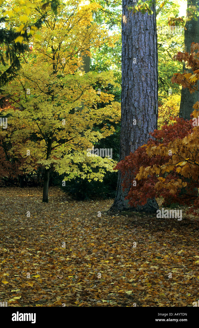 Westonbirt arboretum hi-res stock photography and images - Alamy