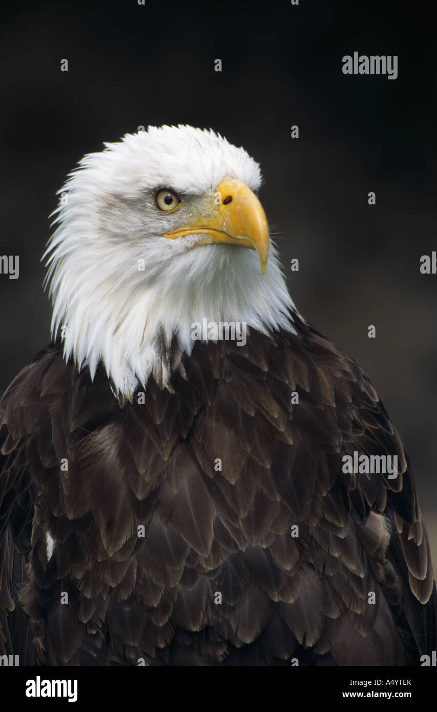 bald eagle Haliaeetus leucocephalus in captivity Stock Photo Alamy