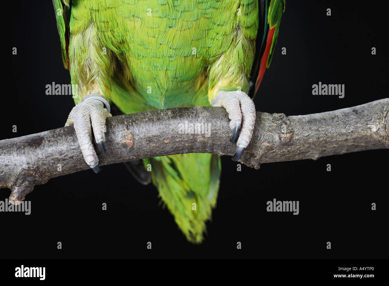 Feet of parrot on branch Stock Photo