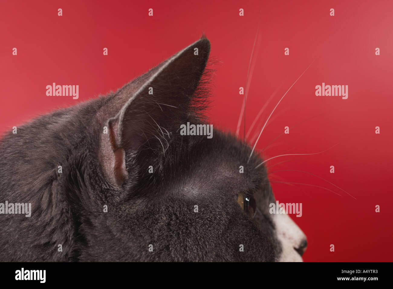 Cat head side view hires stock photography and images Alamy