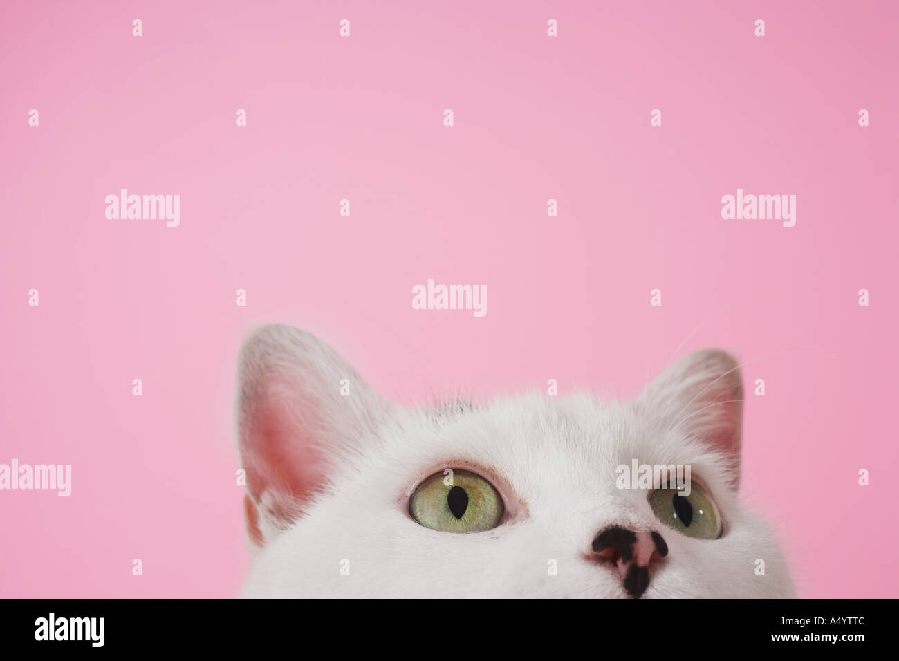 White cat looking up Stock Photo - Alamy