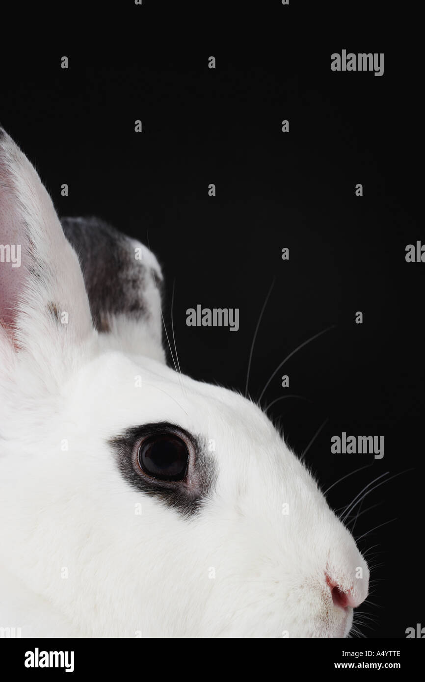 Rabbit eye hi-res stock photography and images - Alamy