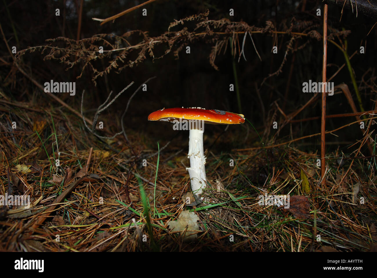 Mushroom, amongst the pine needles Stock Photo