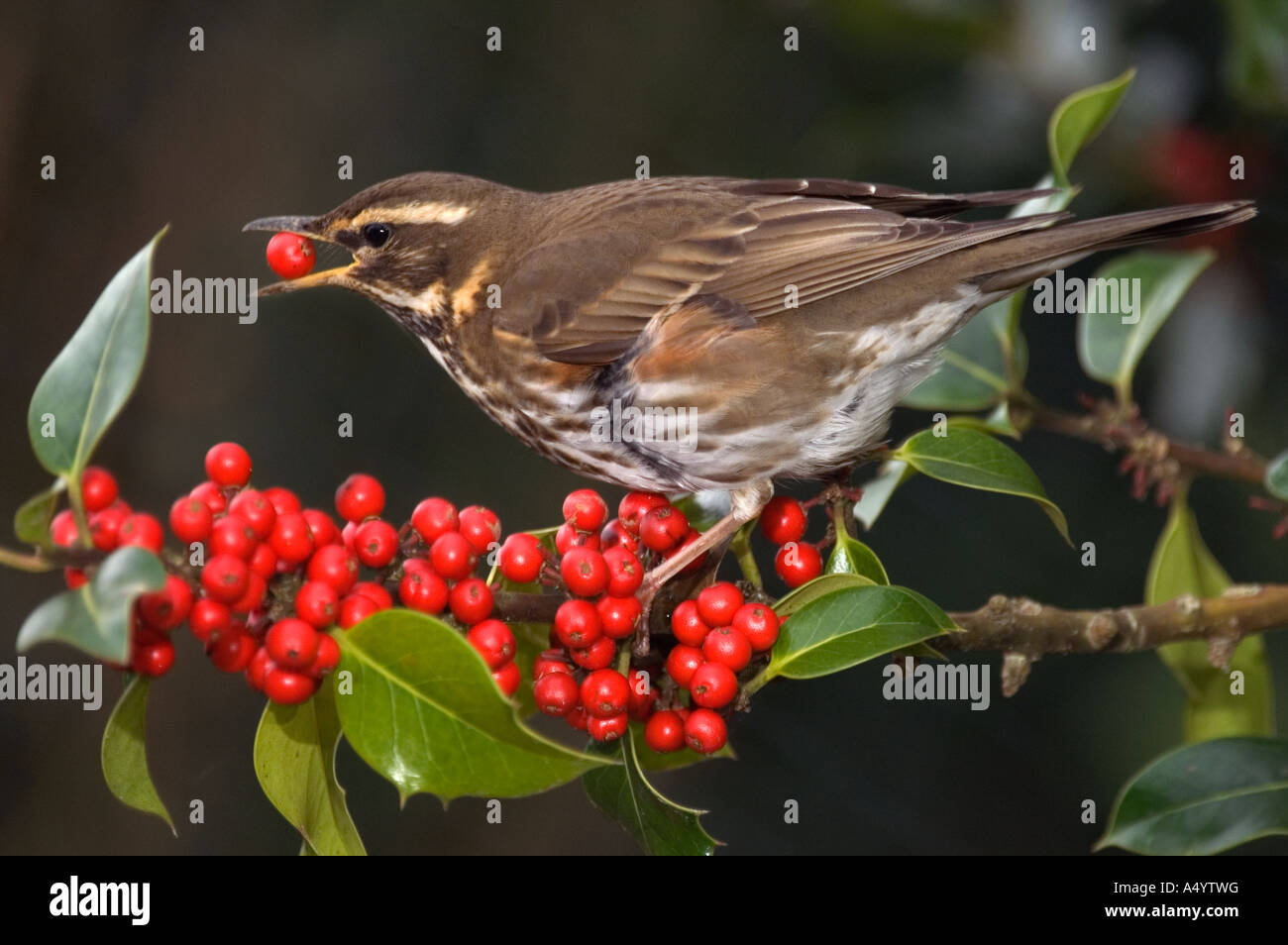 redwing Turdus iliacus eating holly berries winter cornwall Stock Photo