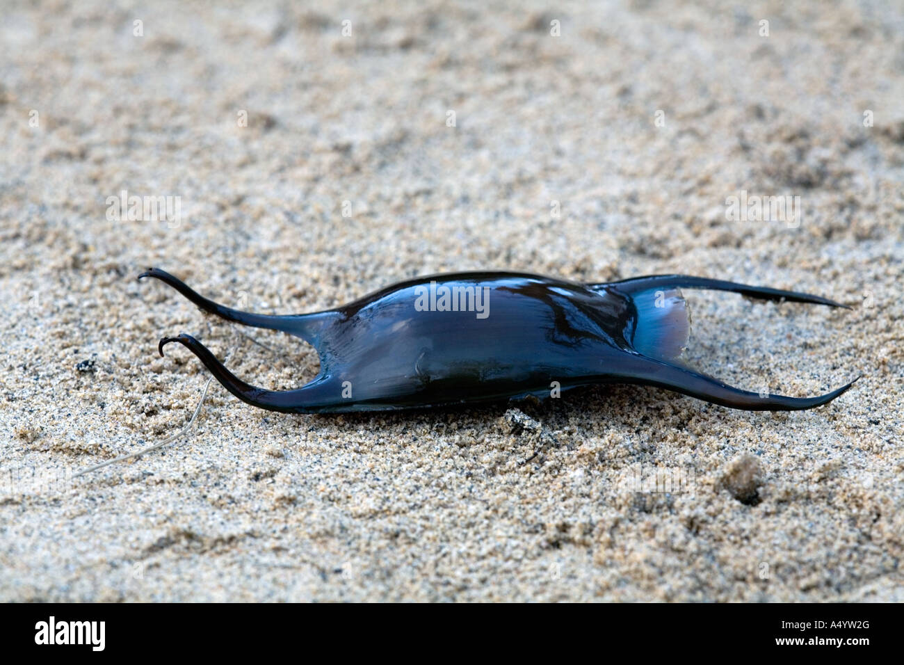 spotted ray egg case Raja montagui washed up on a Cornish beach winter