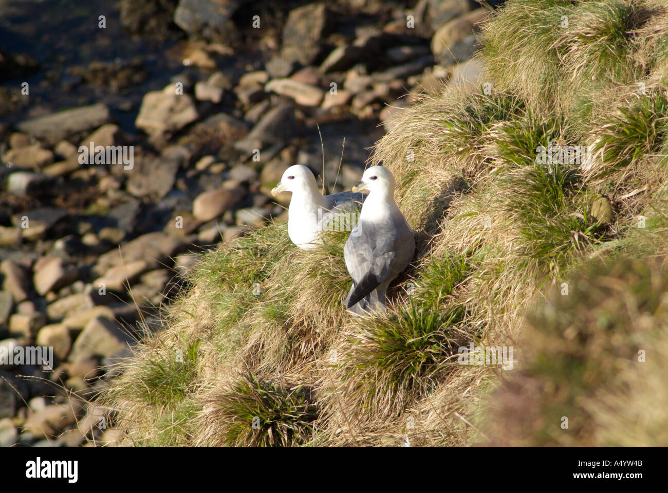 Top bird hires stock photography and images Alamy