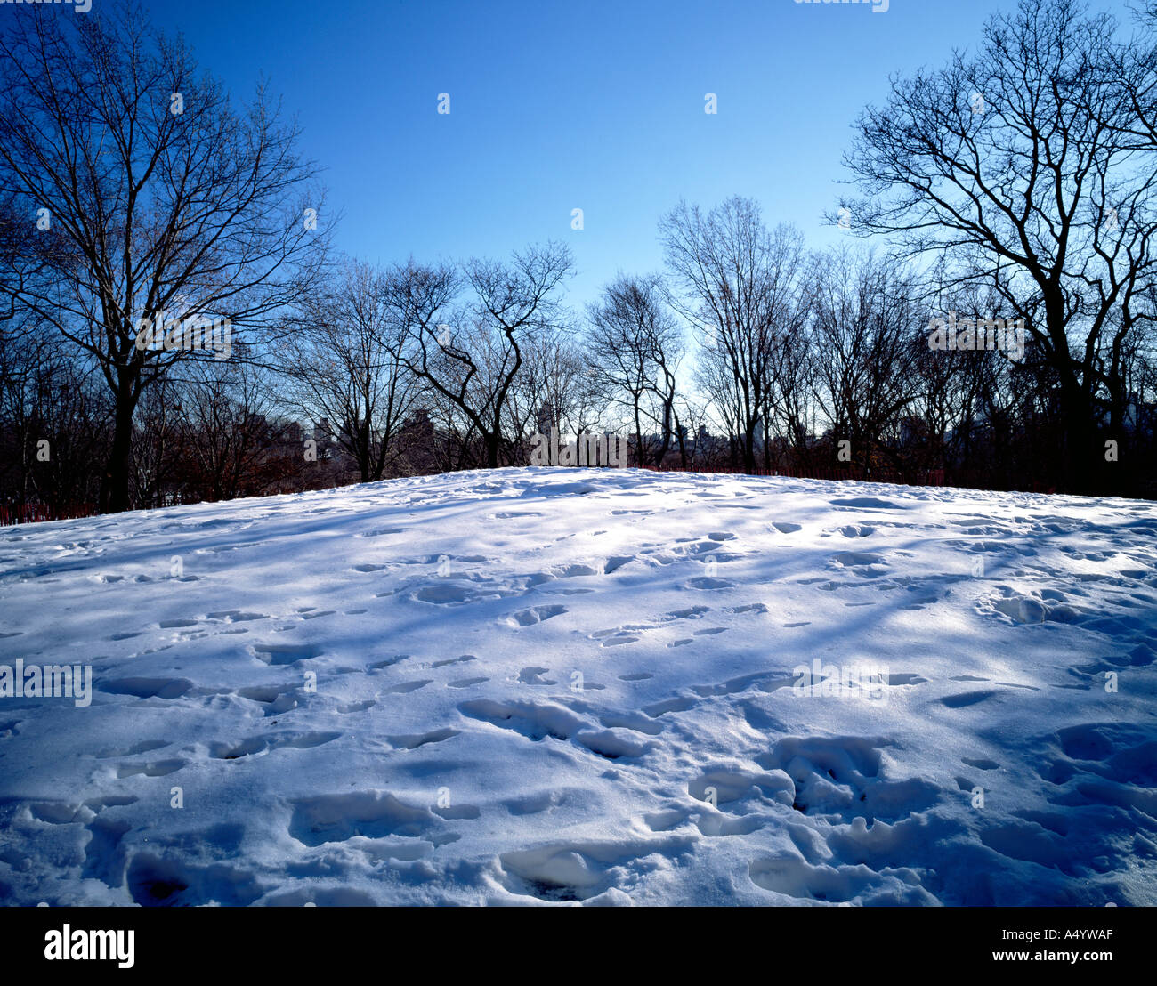 live cam new york central park