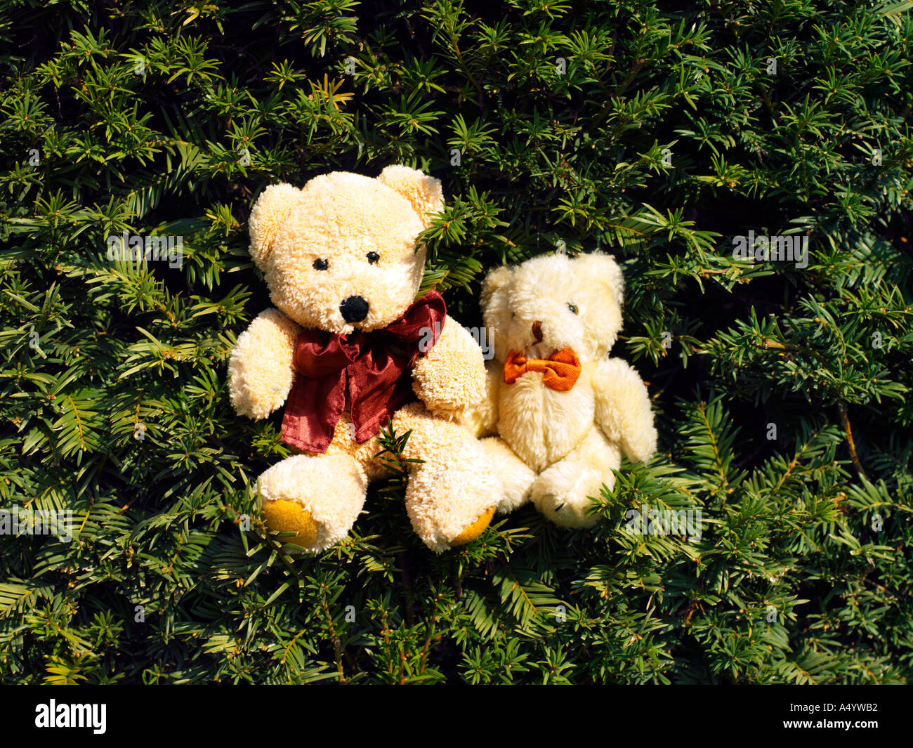 Teddy bear by itself hi-res stock photography and images - Alamy