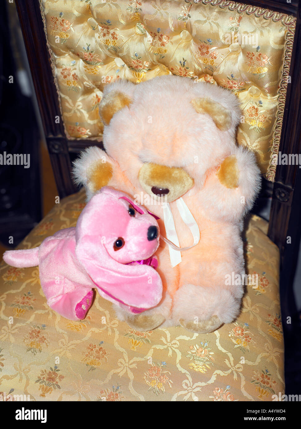 Pink Teddy Pink Dog Sitting on Chair Stock Photo