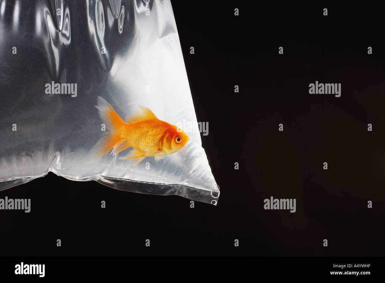 Goldfish in plastic bag Stock Photo Alamy