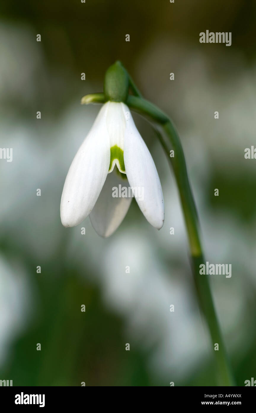 snowdrop Galanthus nivalis Stock Photo