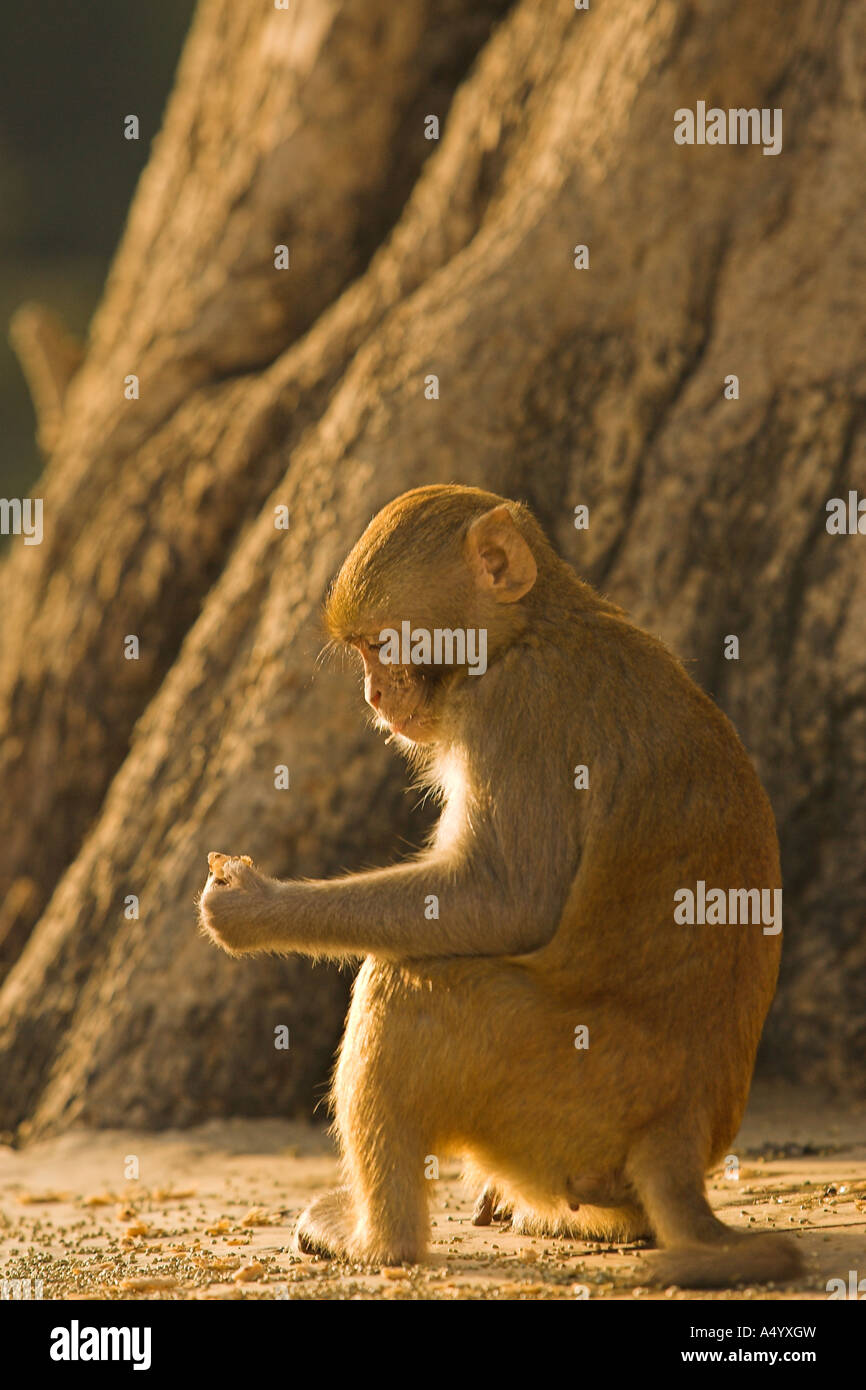 Monkey lit from the morning sun- India Stock Photo - Alamy