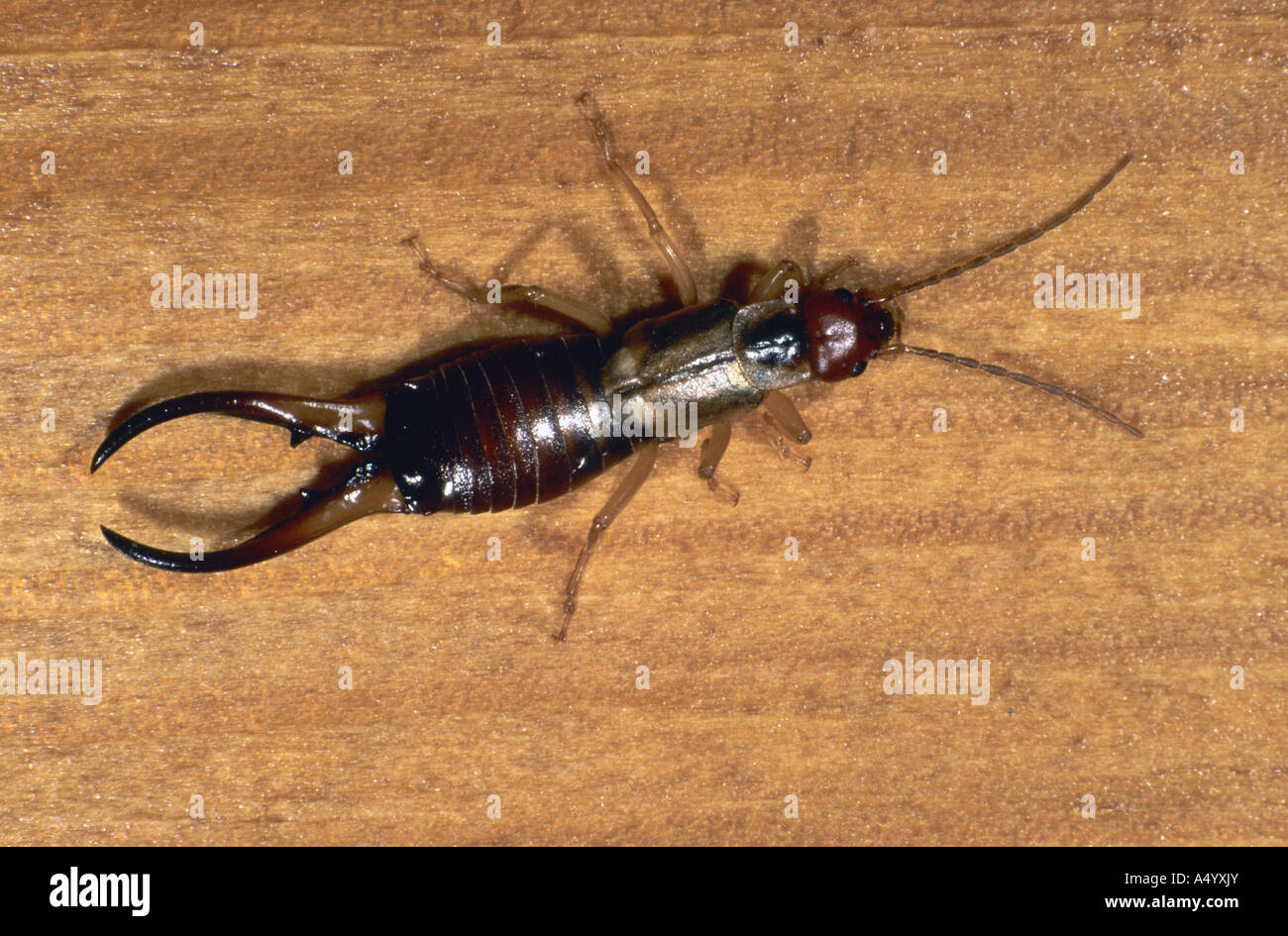 earwig Forficula auricularia Stock Photo