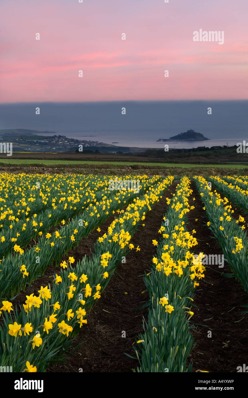 st michael s mount from castle gate looking across a field of daffodils cornwall Stock Photo