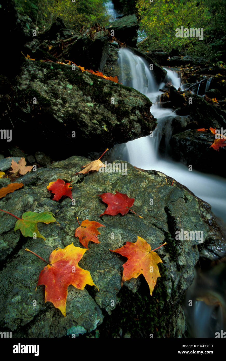 Williamstown MA Fall leaves and Money Brook Falls Mount Greylock
