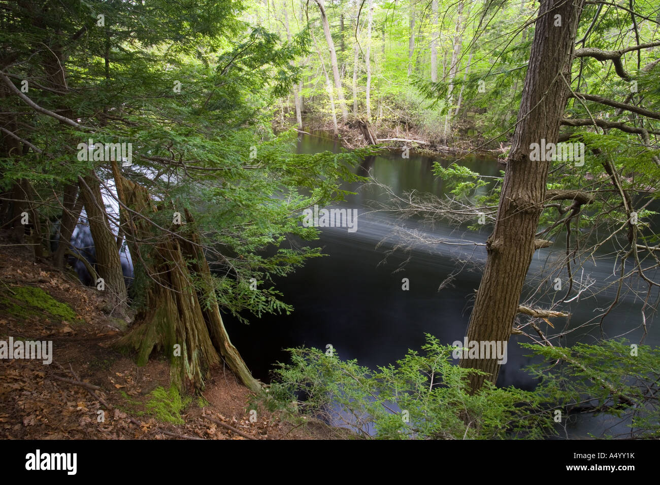 Hemlock trees on the banks of the Ipswich River Massachusetts USA Stock Photo