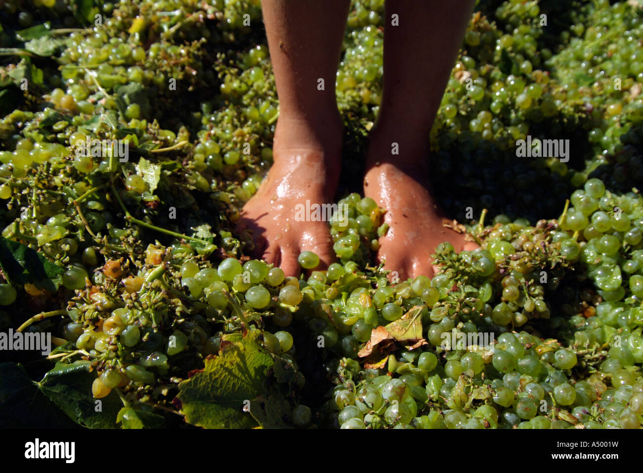 alternate grape on feet