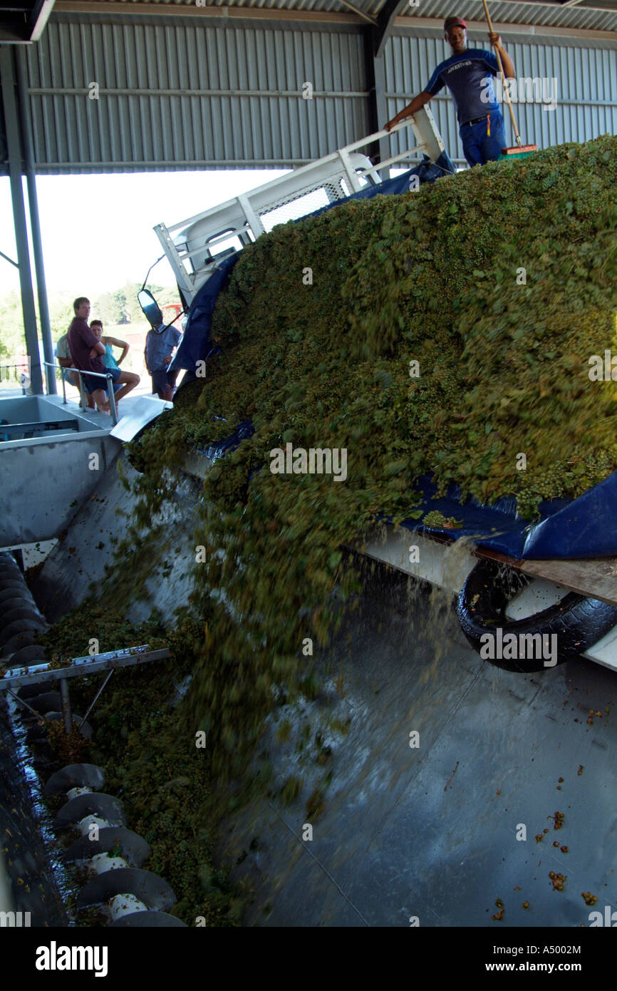 Grapes arrive at winery at McGregor western cape. Wine Cellar.South
