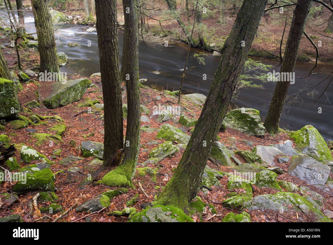 A forest of Eastern Hemlock trees on the banks of the Eight Mile River in Devil s Hopyard State Park in East Haddam Connecticut Stock Photo