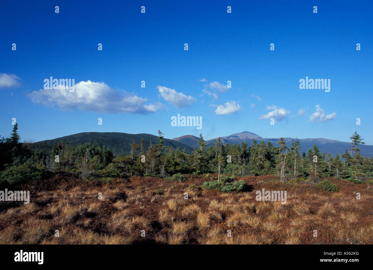 A high elevation bog and boreal forest on Mount Jackson White Mountain