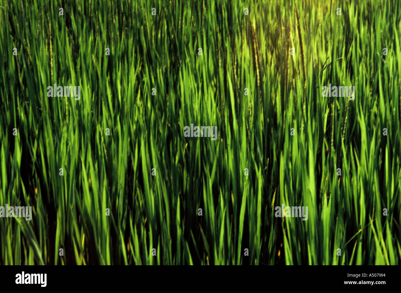 Grass Blades Stock Photo