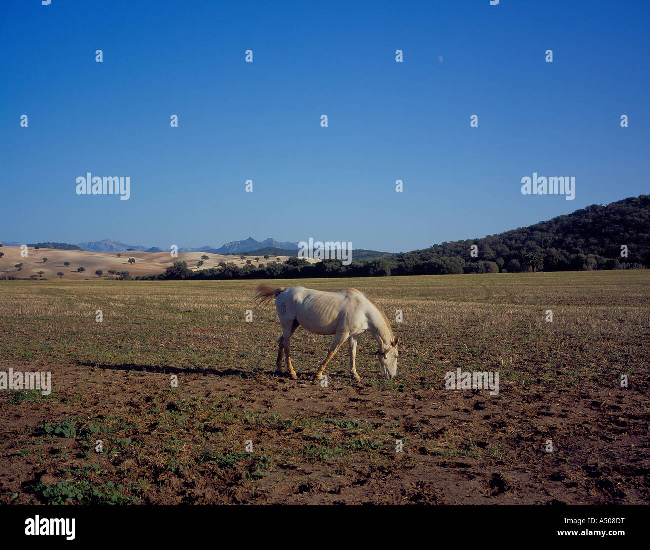 herd of Spanish horses in Andalusia, Spain, Europe. Photo by Willy Matheisl Stock Photo