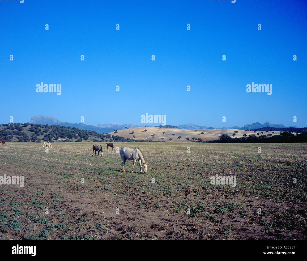 herd of Spanish horses in Andalusia, Spain, Europe. Photo by Willy Matheisl Stock Photo