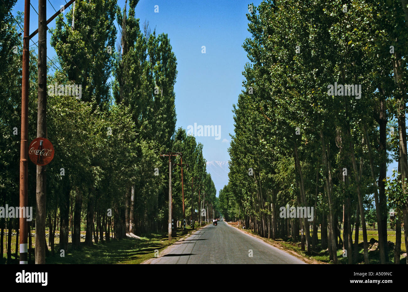 On the way to poplar avenue in Jammu Stock Photo Alamy