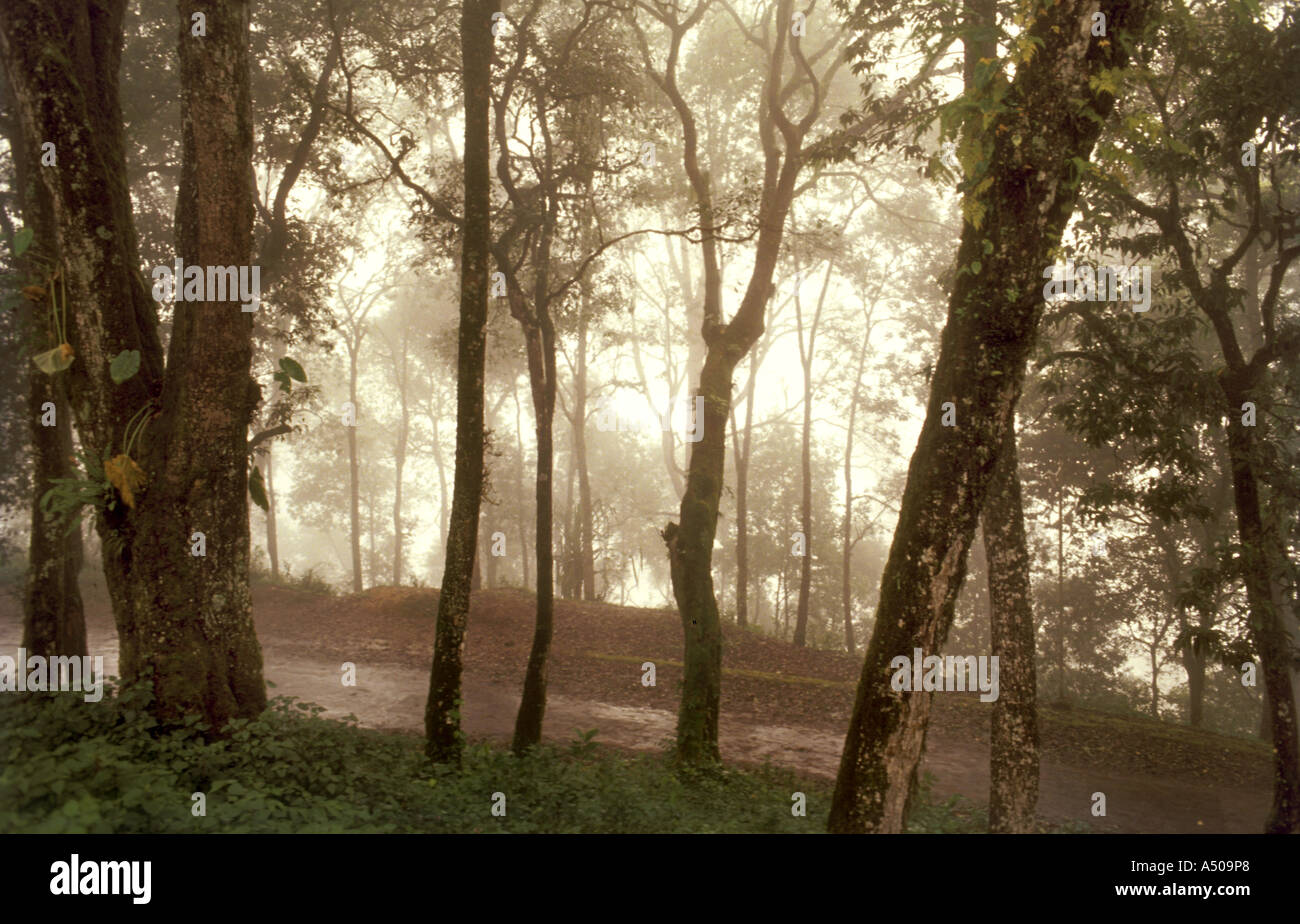 Sikkim india forest hi-res stock photography and images - Alamy