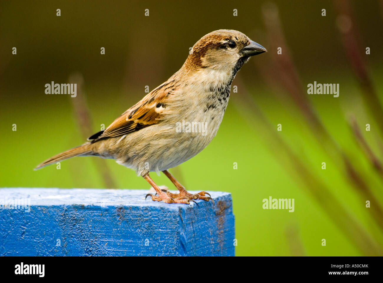 House Sparrow - Passer Domesticus Stock Photo