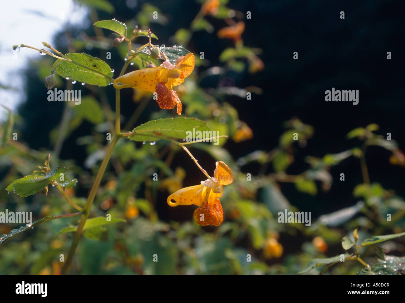 SPOTTED TOUCH-ME-NOT; JEWELWEED (IMPATIENS CAPENSIS)/PENNSYLVANIA Stock Photo