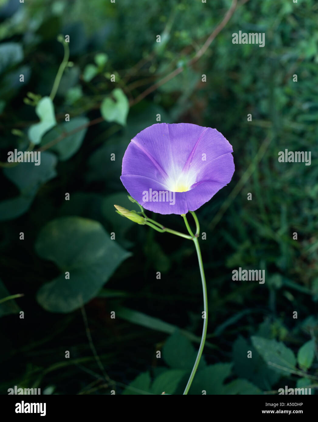 MORNING GLORY 'HEAVENLY BLUE' (IPOMOEA TRICOLOR) Stock Photo