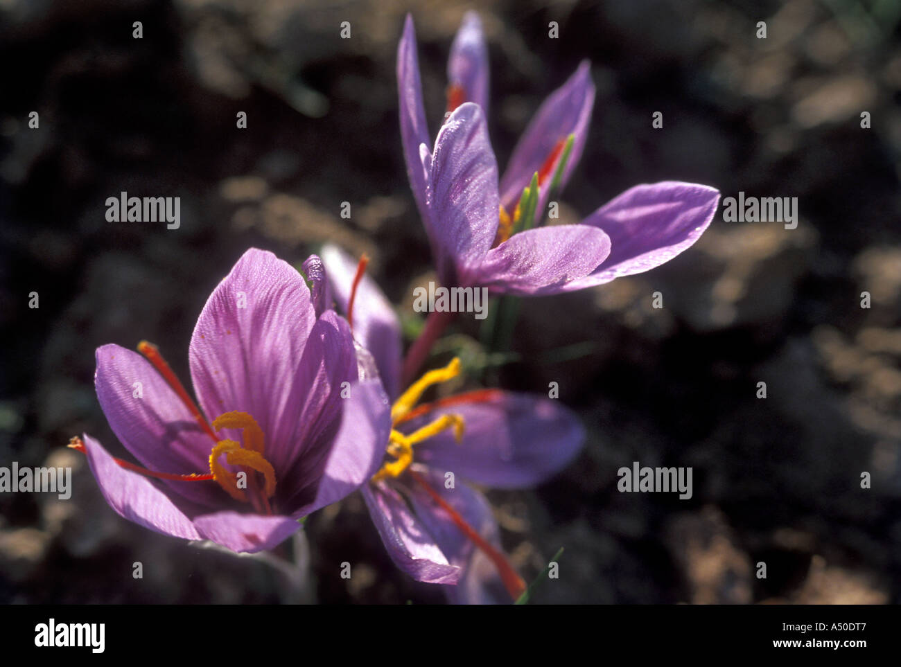 Saffron Crocus sativus flower grown in Jammu Kashmir India Stock Photo Alamy