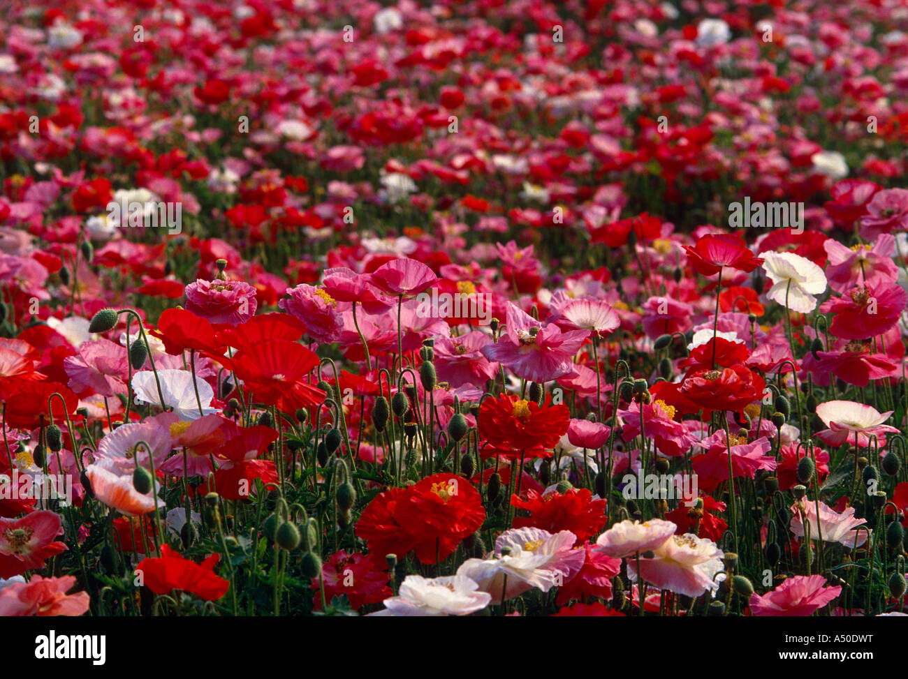 ICELAND POPPY (PAPAVER NUDICAULE) Stock Photo