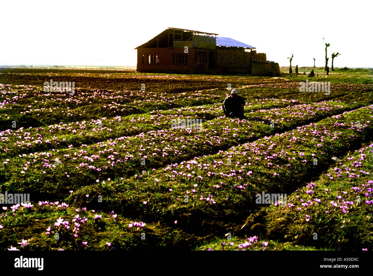 Saffron fields hires stock photography and images Alamy