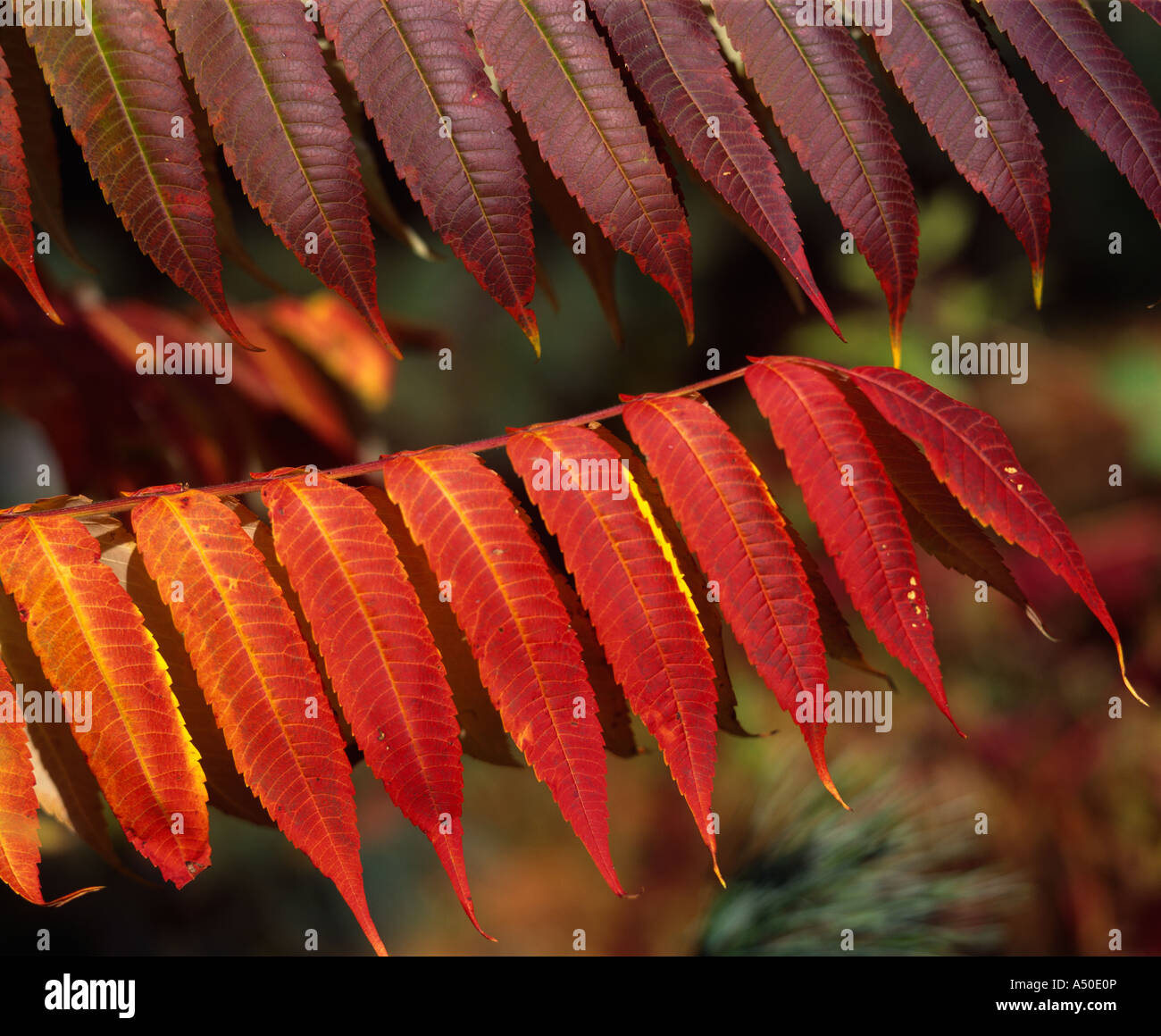 STAGHORN SUMAC (RHUS TYPHING) FALL COLORS STUDIO Stock Photo