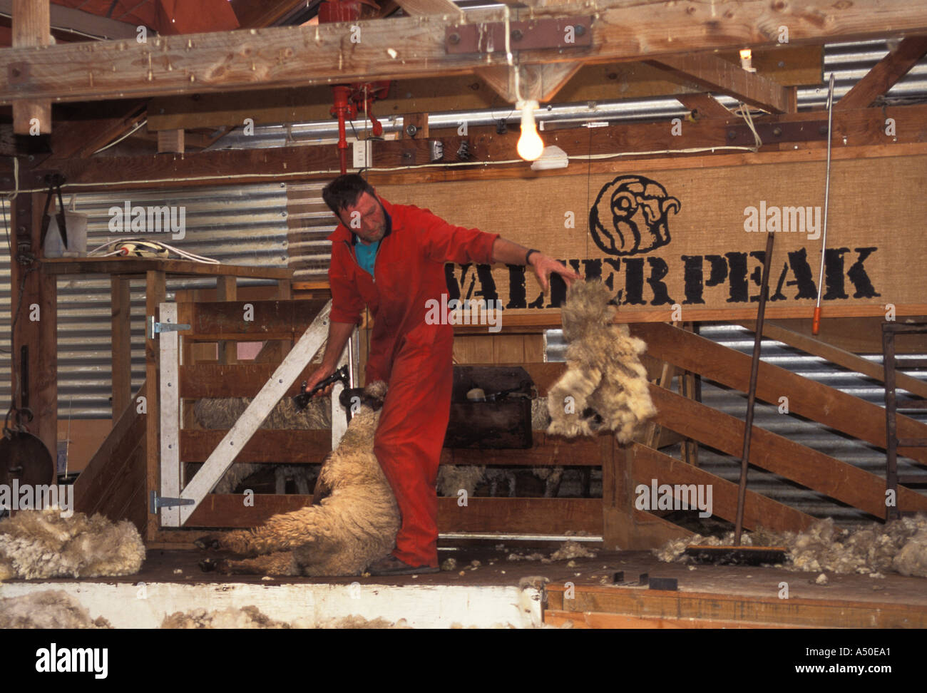 New Zealand Queenstown Walter Peak sheep and cattle station shearing