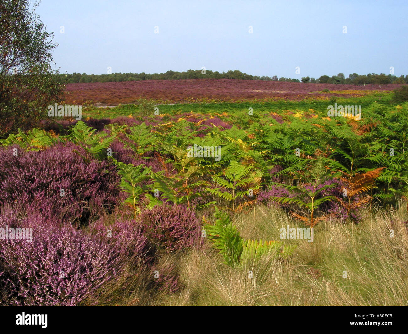 Heather and Ferns typical Suffolk Coastal Scene England Great Britain Stock Photo