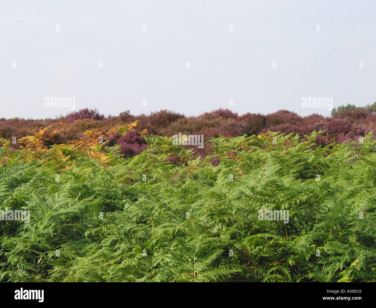 Heather and Ferns typical Suffolk Coastal Scene England Great Britain Stock Photo