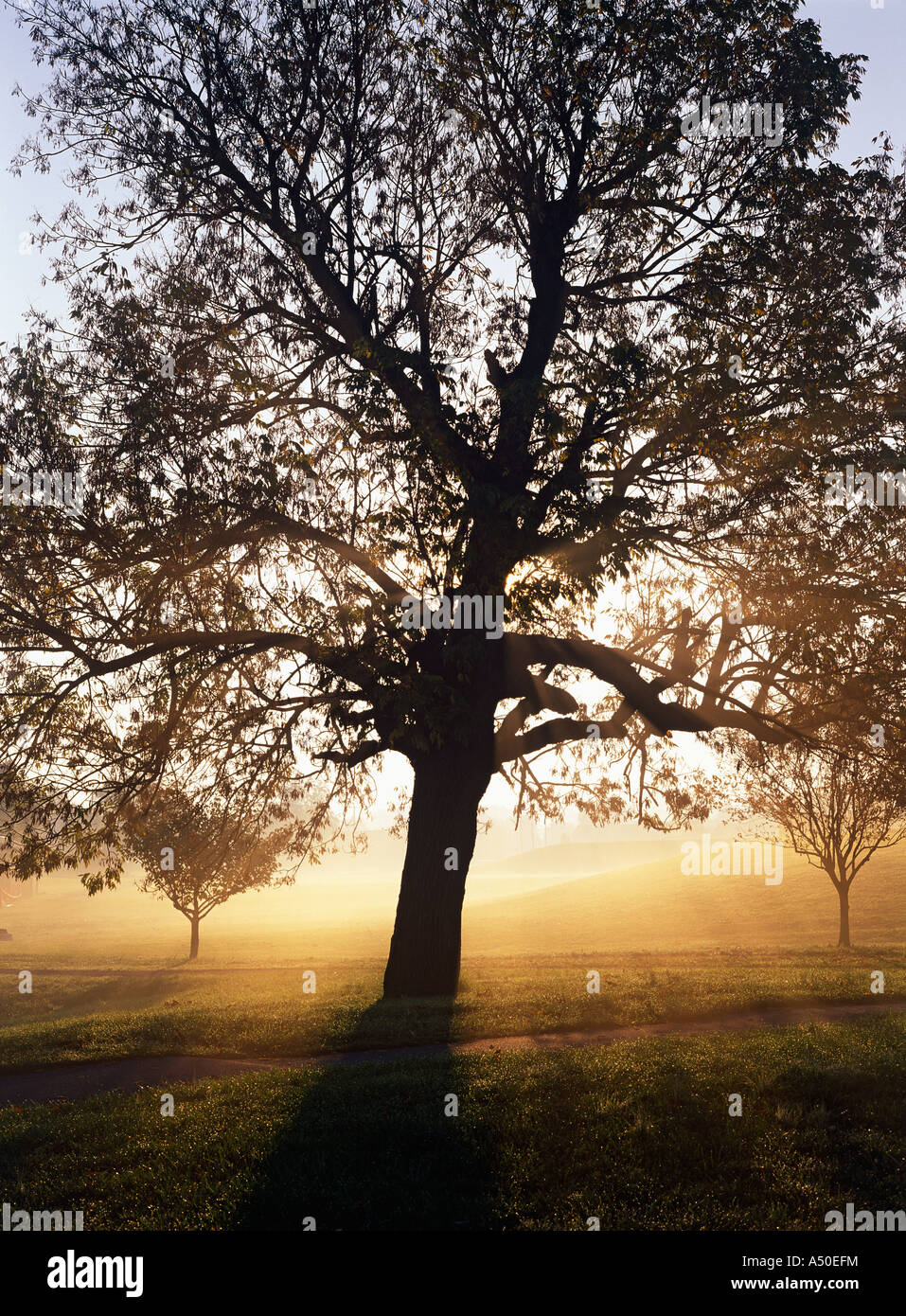 WHITE ASH TREE IN EARLY MORNING MIST (FRAXINUS AMERICANA) / PENNSYLVANIA Stock Photo
