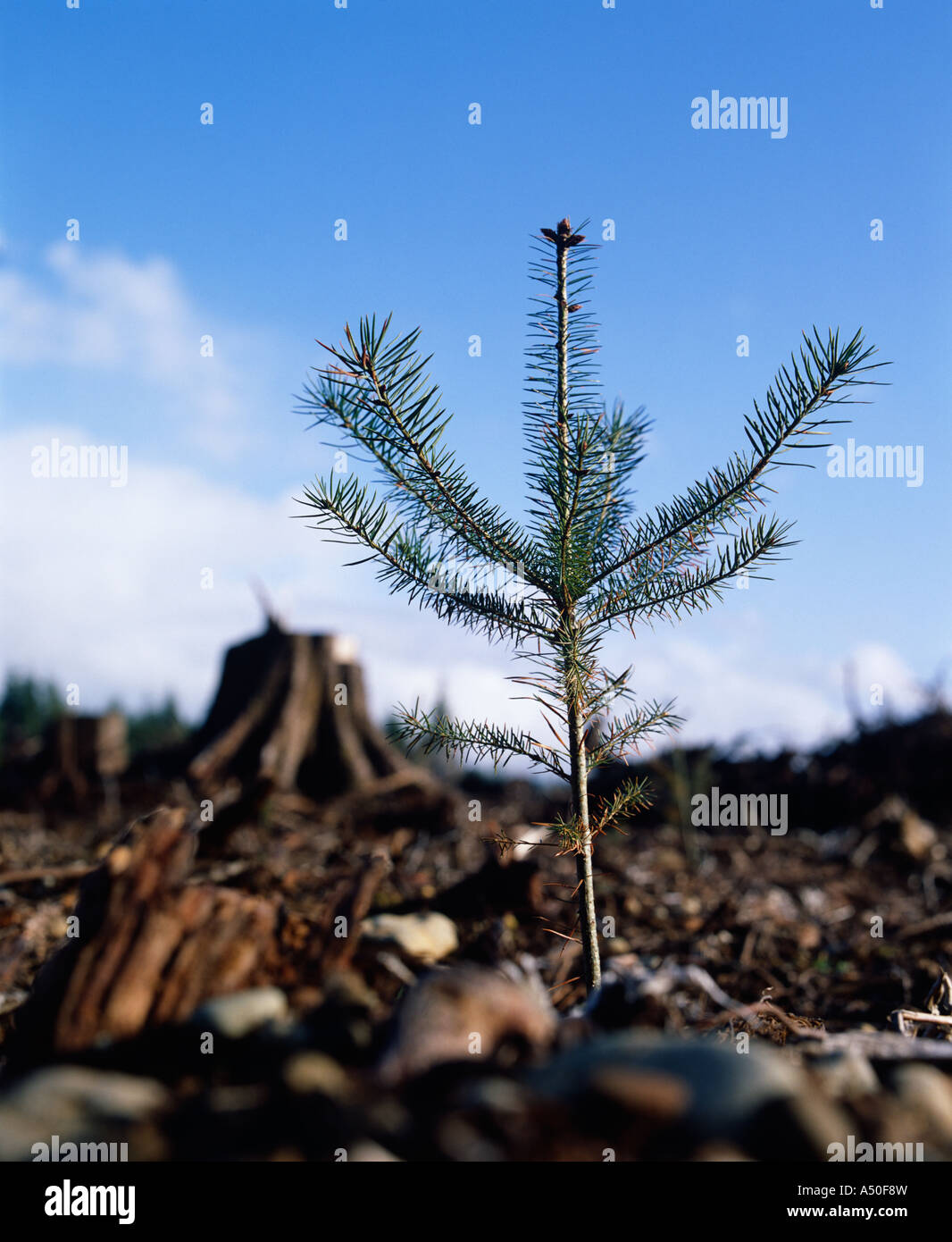DOUGLAS FIR (PSEUDOTSUGA TAXIFOLIA) SEEDLINGS / ABOUT 12 TO 18 TALL / PLANTED IN CUTOVER FOREST GROUND / WASHINGTON Stock Photo