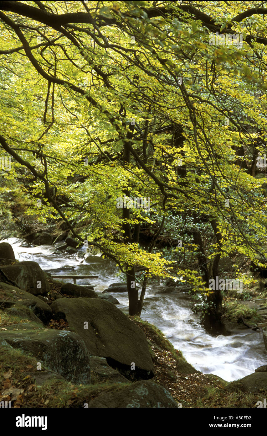 BEECH TREES AND RIVER PADLEY NEAR GRINDLEFORD PEAK DISTRICT