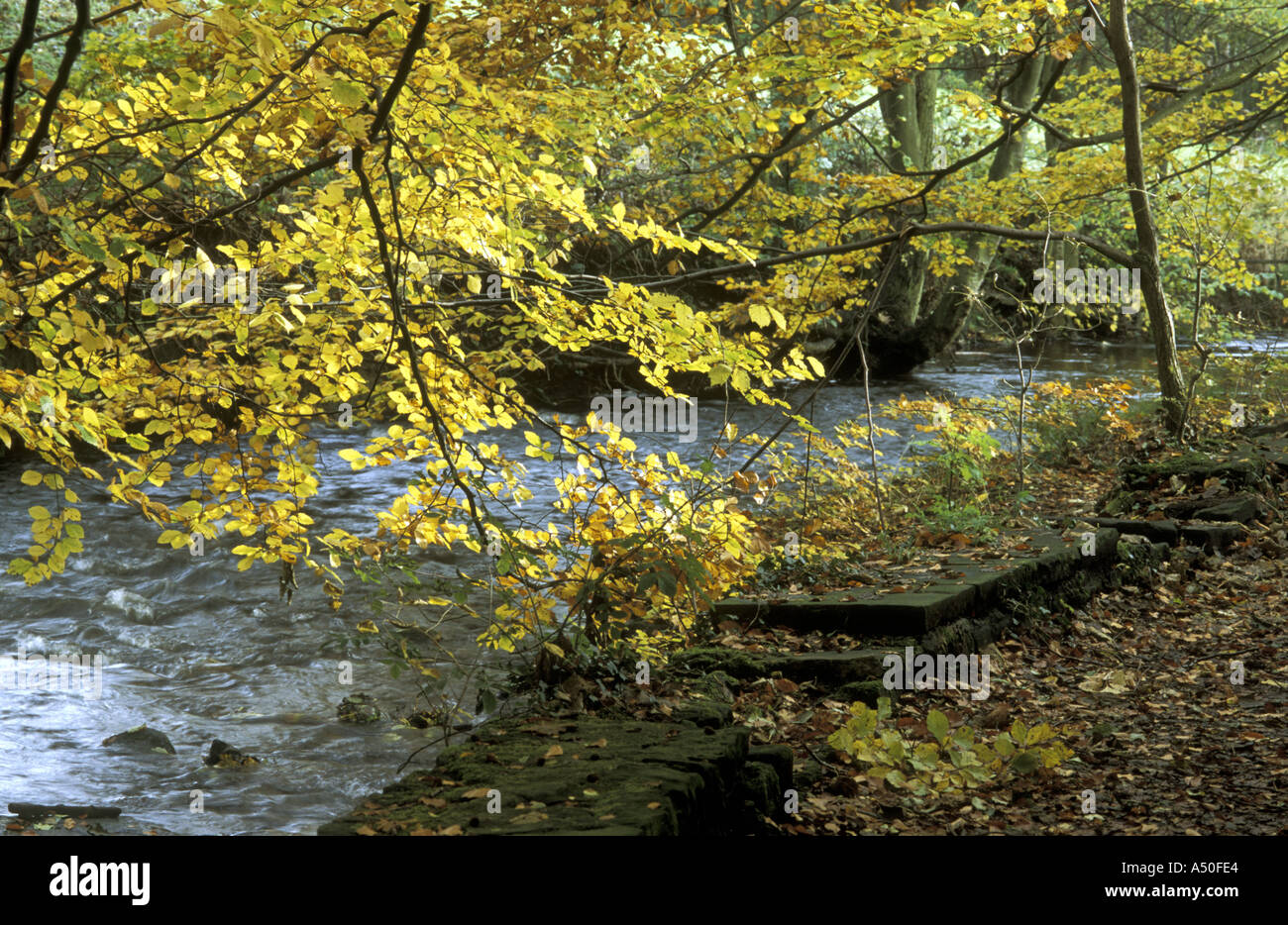 AUTUMNAL COLOURS IN BEECH TREE OVERHANGING OLDHAY BROOK ENGLISH PENNINES Stock Photo