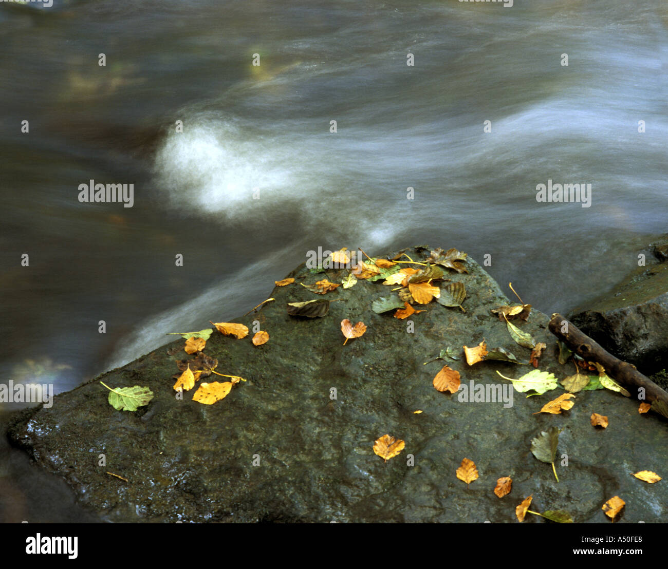 AUTUMN LEAVES ON BOULDER ABOVE STREAM Stock Photo