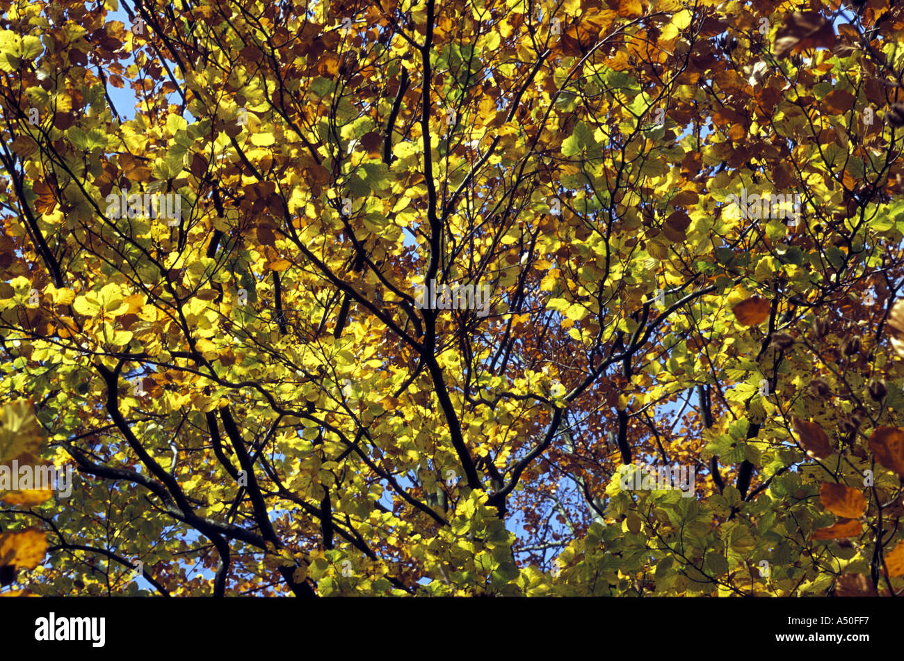 Beech tree trees branches leaves hi-res stock photography and images ...